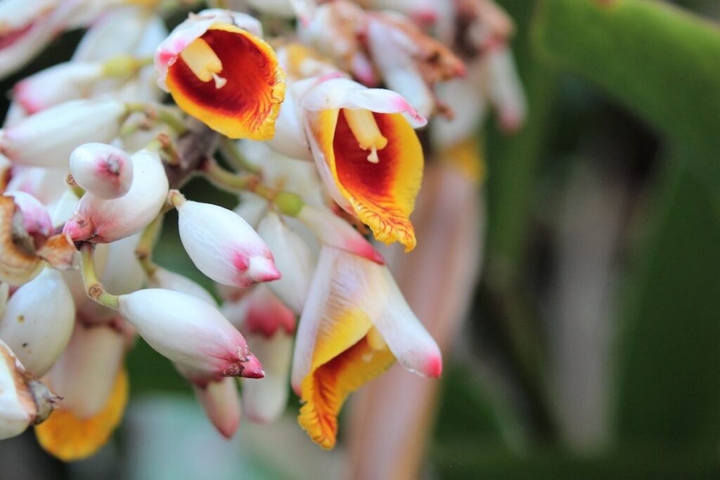 Atoumo ©Arthur Chapman CC BY-NC 2.0