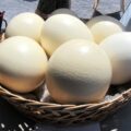 Oeufs d'Autruche ©Wally Gobetz CC BY-NC-ND 2.0
