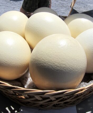 Oeufs d'Autruche ©Wally Gobetz CC BY-NC-ND 2.0