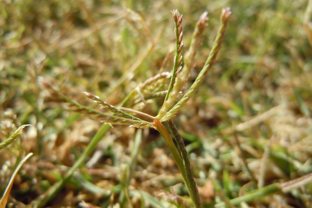 Pied de poule - Cynodon dactylon