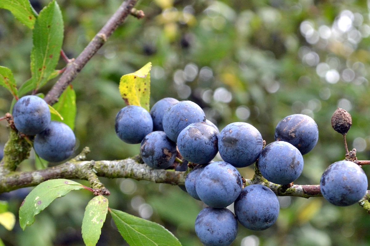 Prunelles ©Conall CC BY 2.0