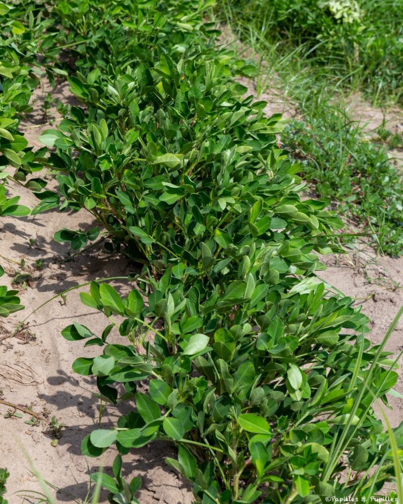 Arachides dans le champ