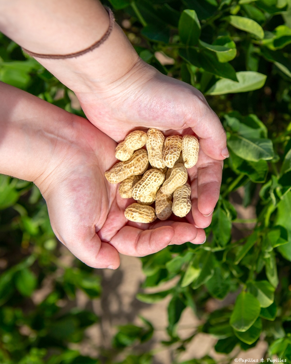 Cacahuètes