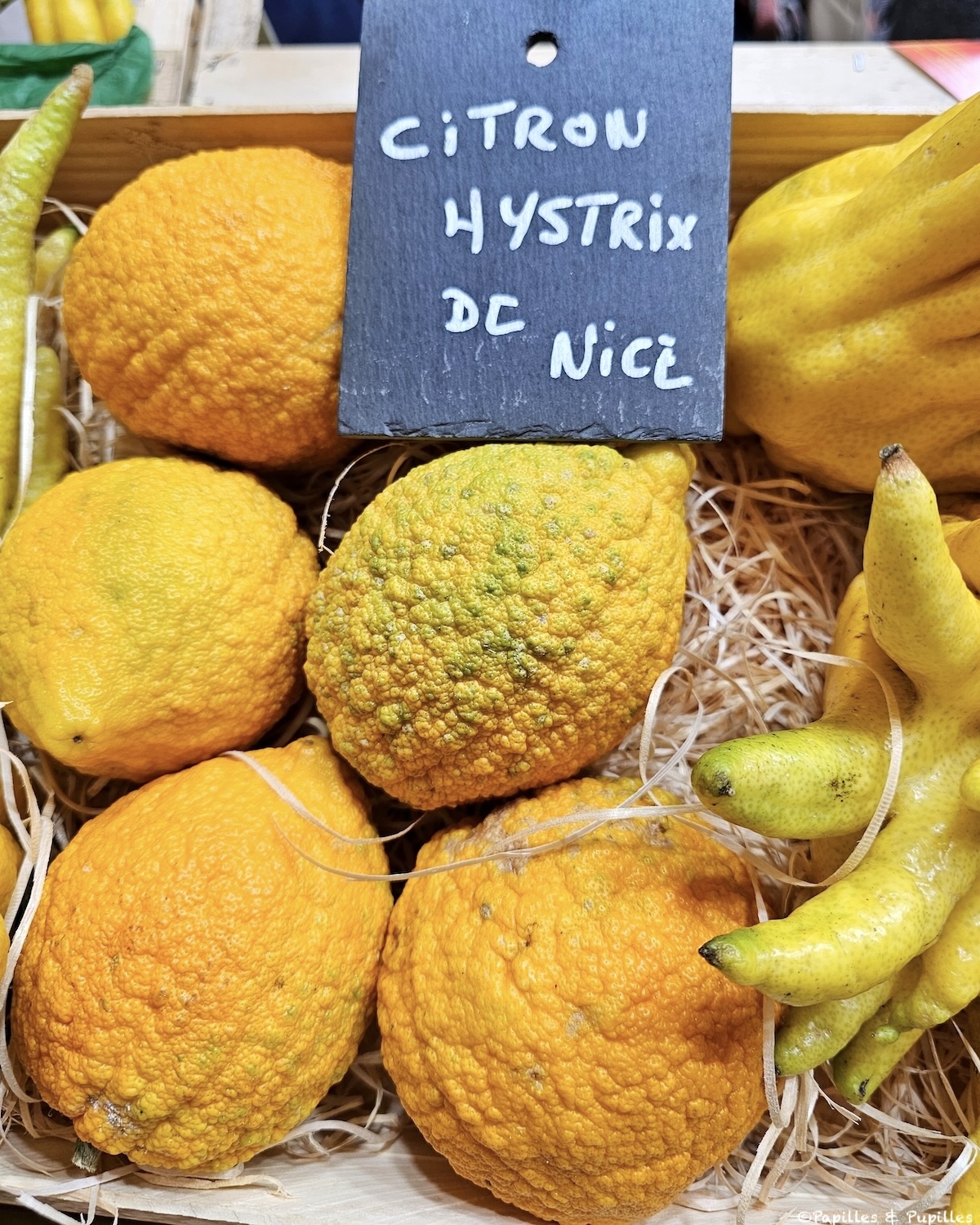 Citron Hystrix de Nice