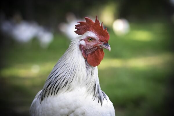 29/08/22 - MAGNET - ALLIER - FRANCE - Elevage en plein air de poulets Bourbonnais de Jean Yves et Marie Laure PETIOT, AOP volaille d Auvergne - Photo Jerome CHABANNE
