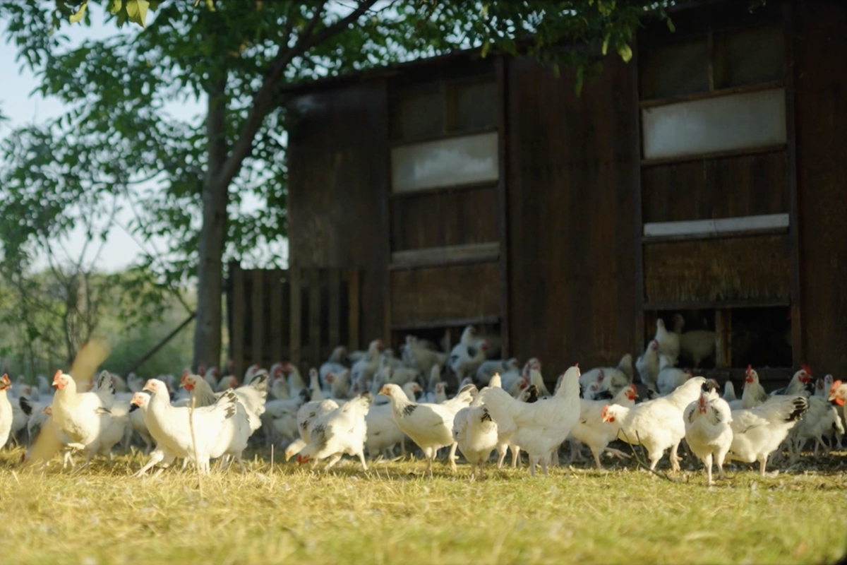 Poulet du Bourbonnais AOP