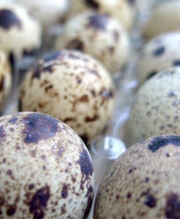 Oeufs de caille