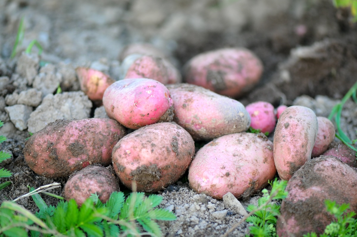 Pommes de terre ©Kieran Murphy sur Unsplash