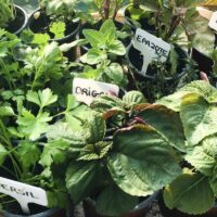 ©Les Maraîchers de L'Aubrecay