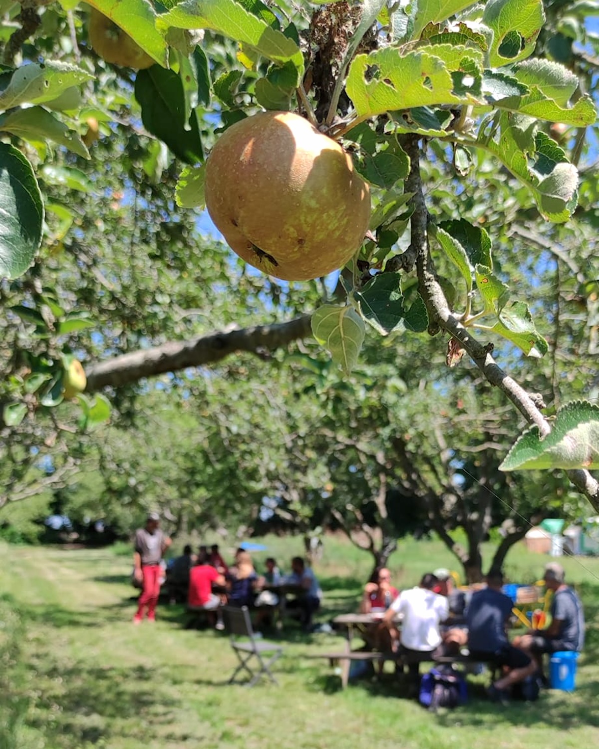 Les Maraichers de L'Aubreçay