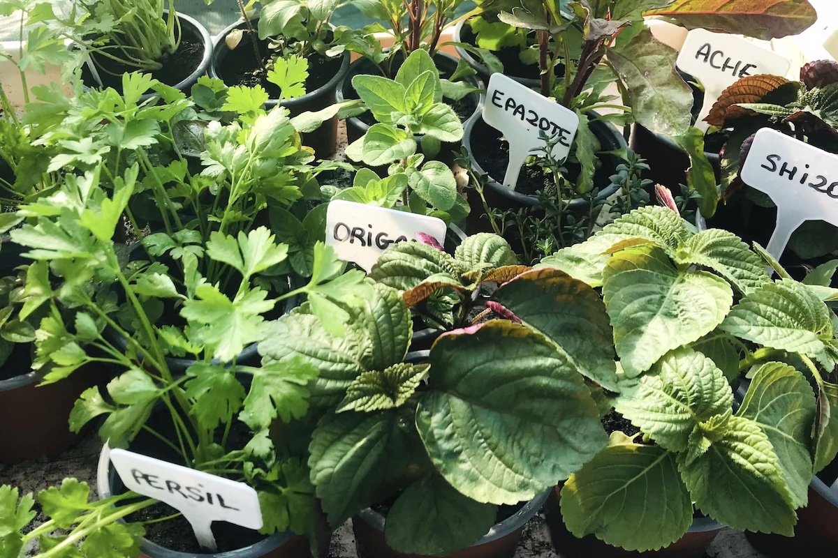 ©Les Maraîchers de L'Aubrecay