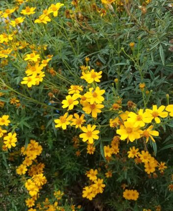 Oeillet passion - Tagetes lemonii ©Plant Right CC BY 2.0