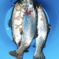 ©Truites du moulin Authier