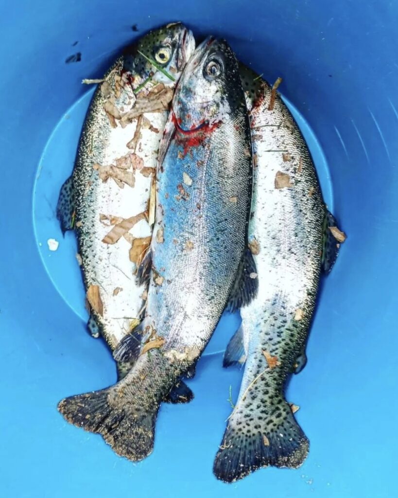 ©Truites du moulin Authier