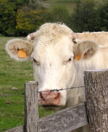 Vache