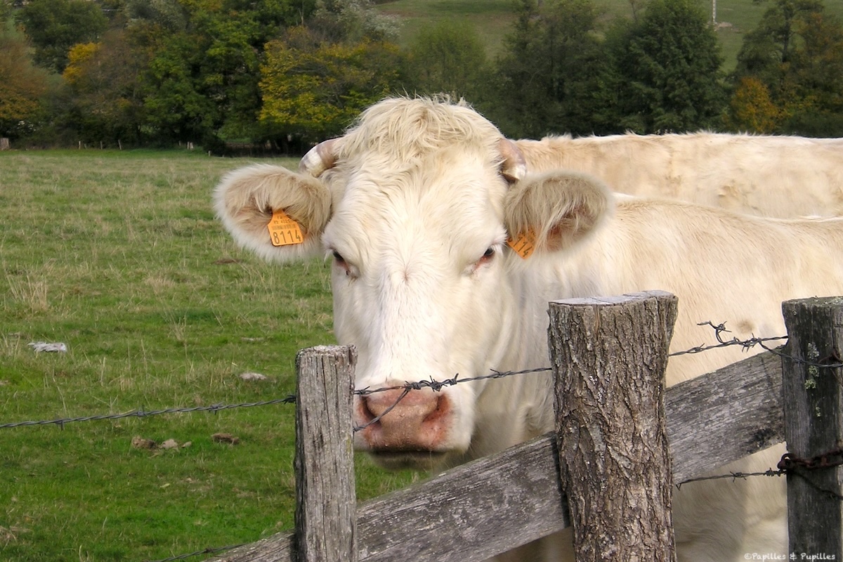 Vache
