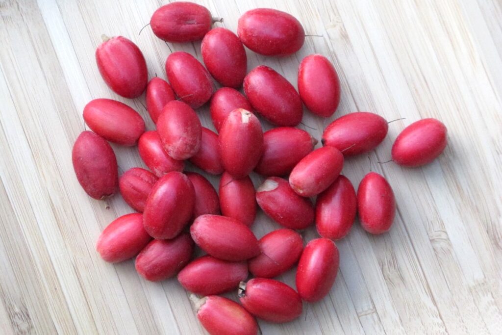 Miraculine ©Synsepalum dulcificum fruits CC BY-NC 2.0