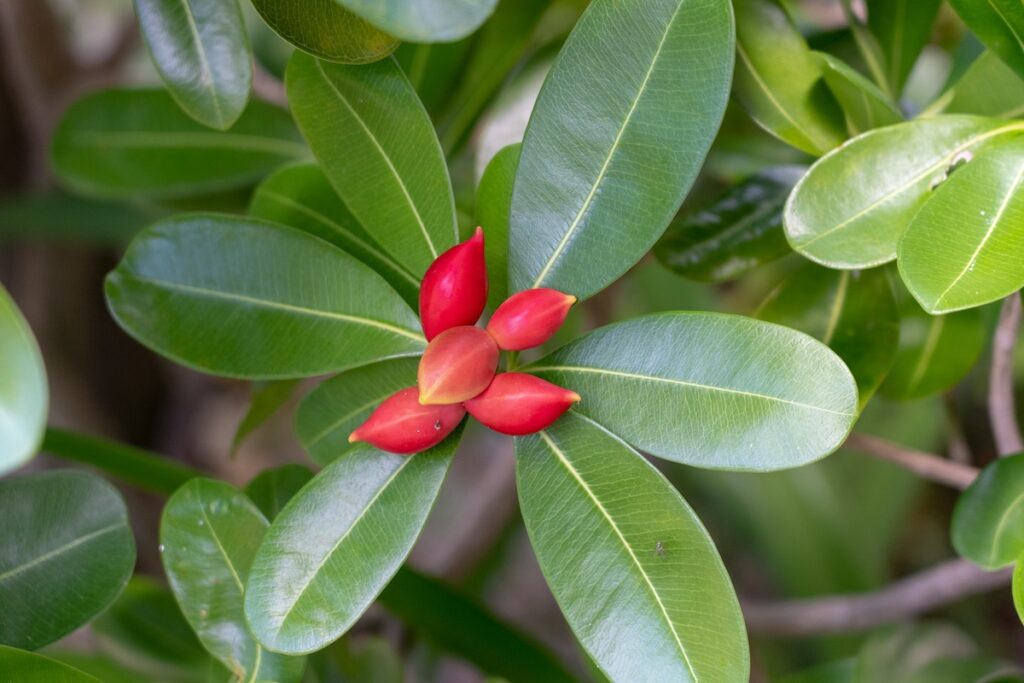 Miracle fruit - Synsepalum dulcificum?