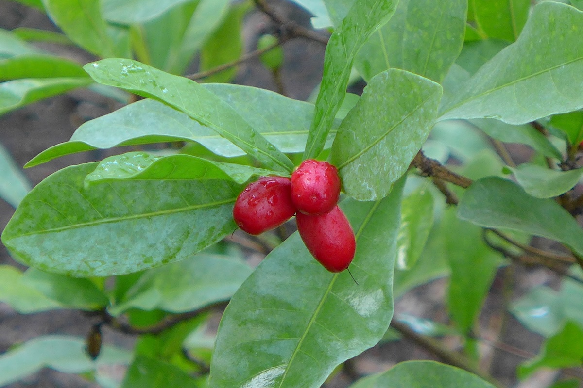 Miraculine - Synsepalum dulcificum 5 ©Scott Zona CC BY-NC 2.0