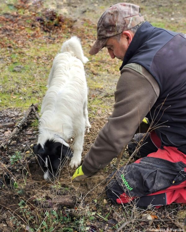 Cheekie cherche la truffe