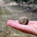 Truffe noire Melanosporum de Soria