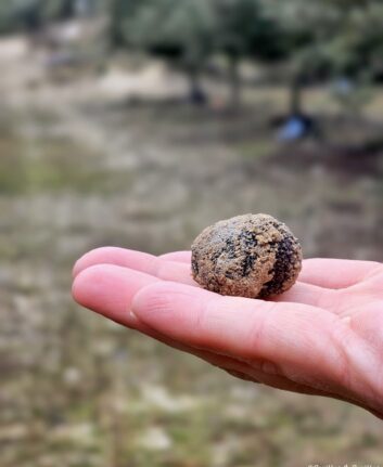 Truffe noire Melanosporum de Soria