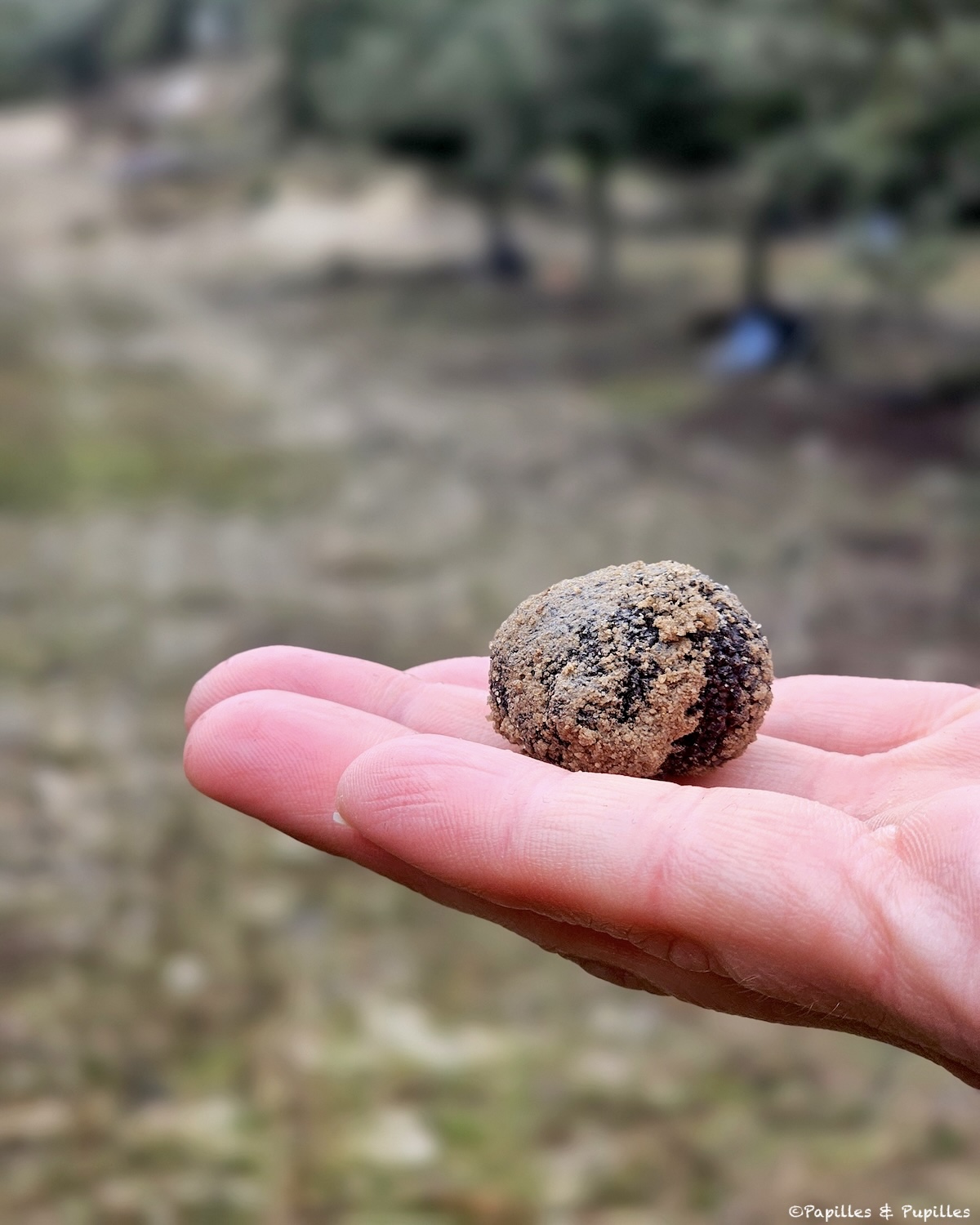 Truffe noire Melanosporum de Soria