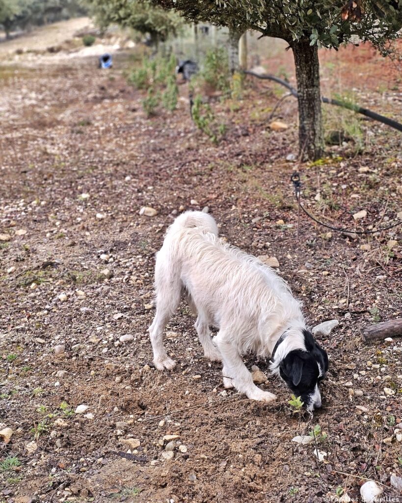 Cheekie, chien truffier