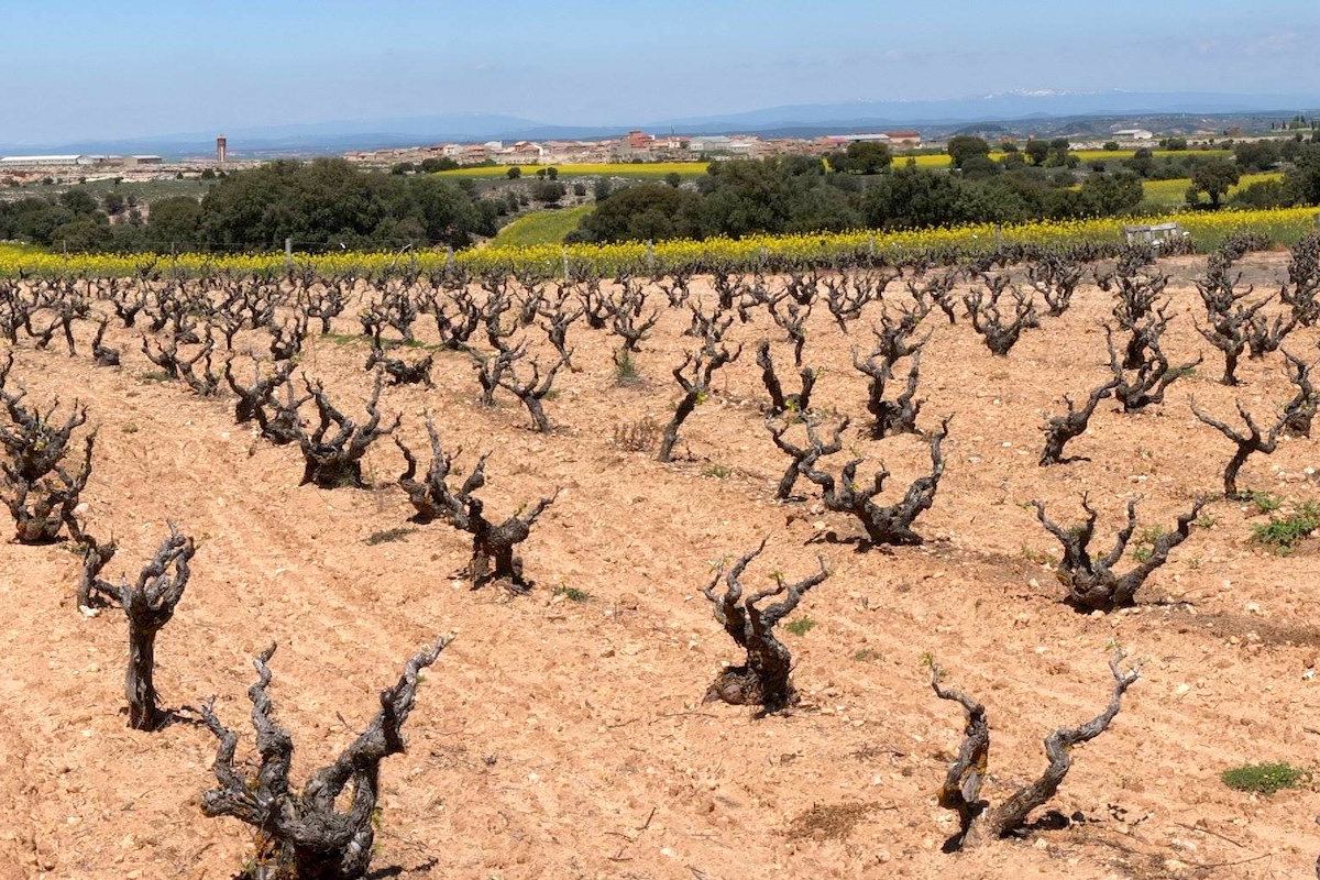 Domaine de Atauta Vignes pré phylloxériques
