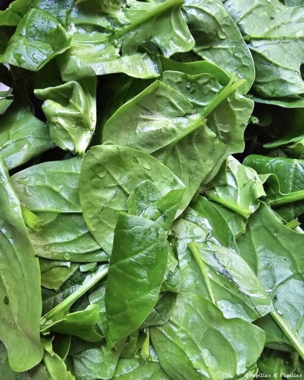 Epinards crus