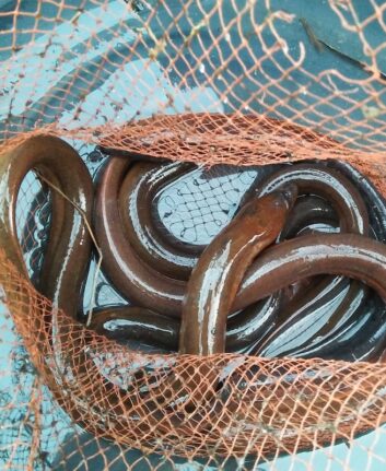 Live,Eels,In,The,Net