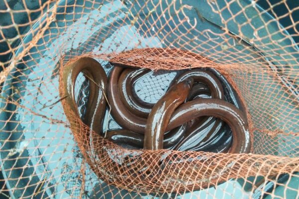 Live,Eels,In,The,Net