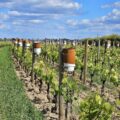 Bougies antigel dans les vignes