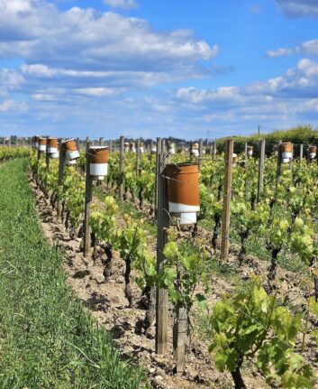 Bougies antigel dans les vignes