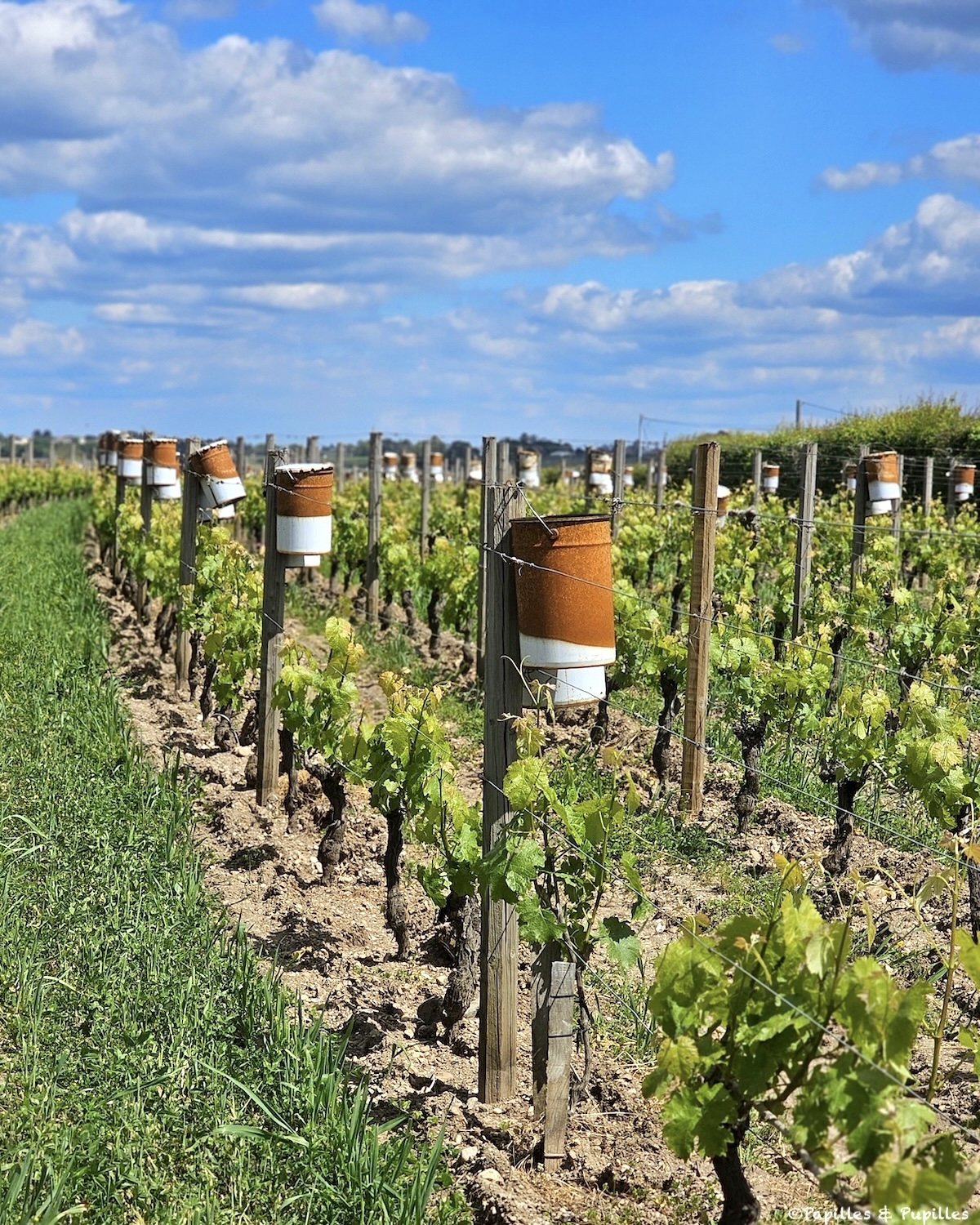Bougies antigel dans les vignes