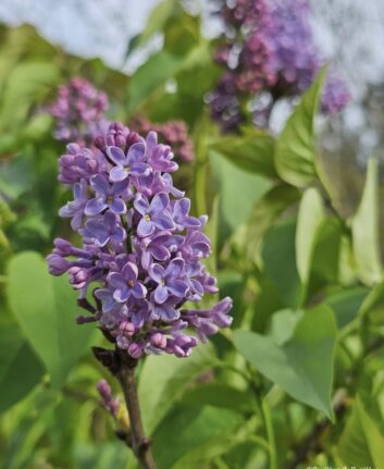 Lilas