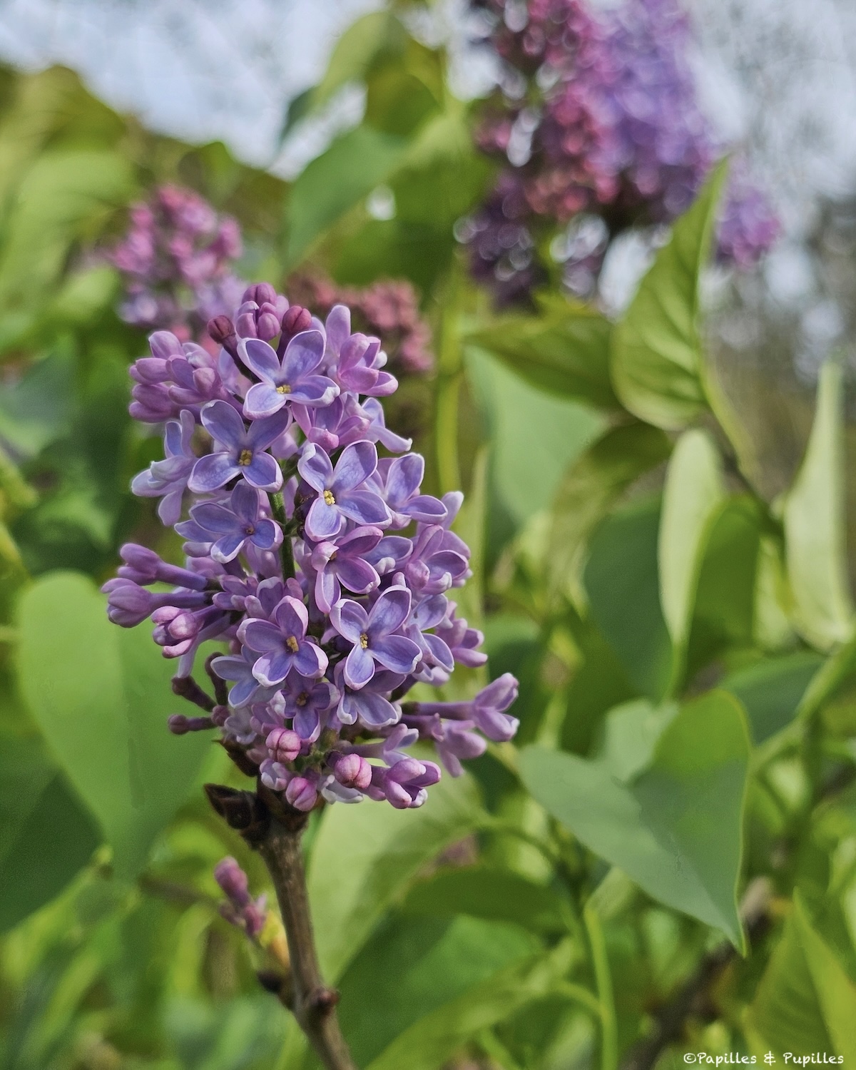 Lilas