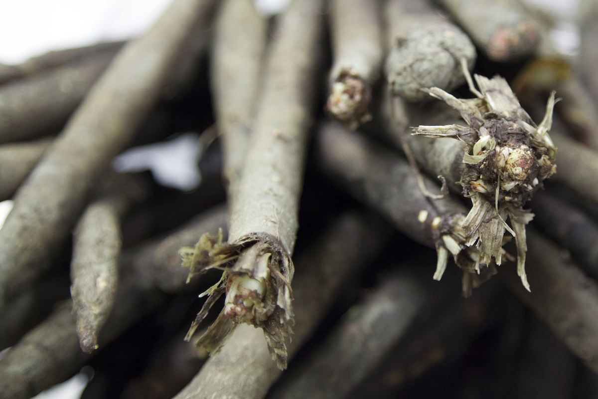 Salsifis ©martinlehnberg CC BY-ND 2.0