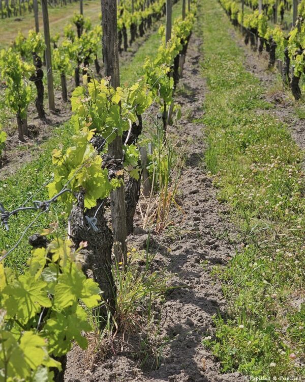 Vignes