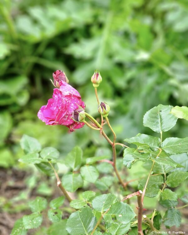 Rose château de Beychevelle
