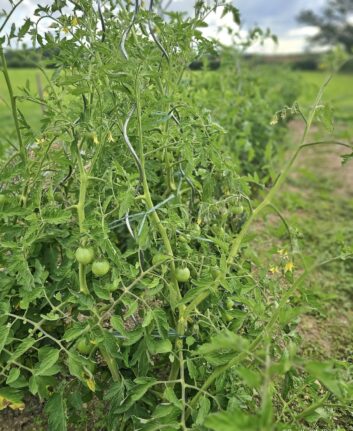 Tomates vertes
