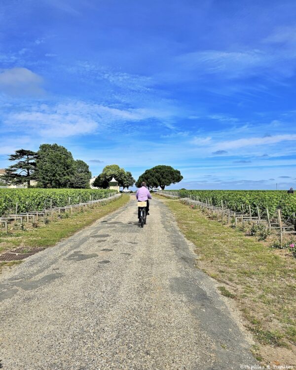 Vélo dans les vignes