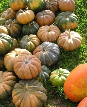 Légumes d'automne