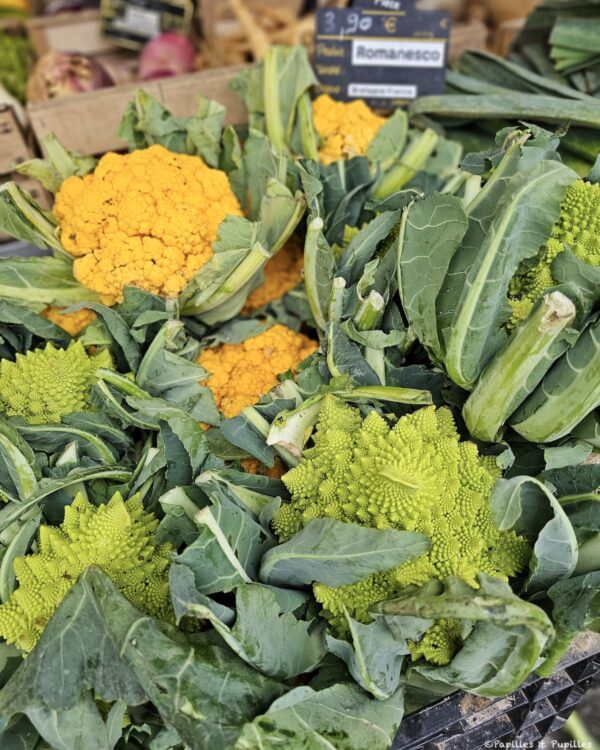 Choux-fleurs colorés