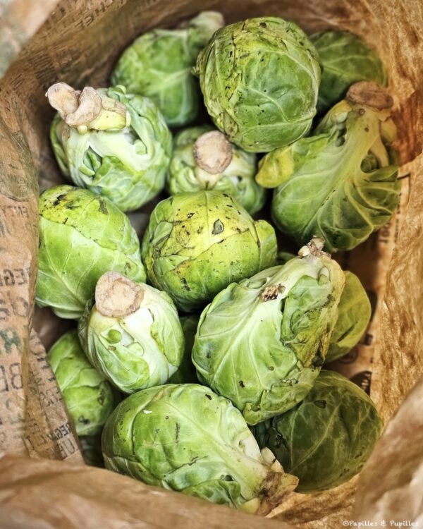 Choux de Bruxelles