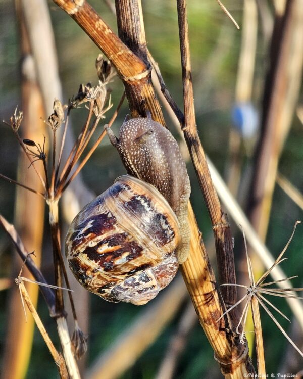 Escargot
