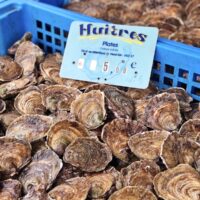Huîtres plates