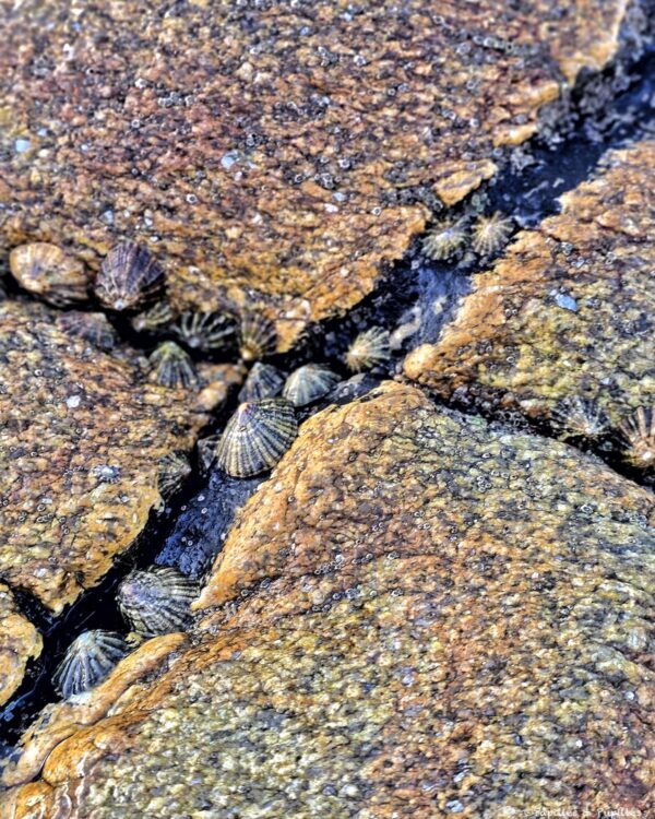 Port Kerné - Coquillages