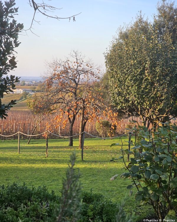 Plaqueminier, Château Troplong Mondot