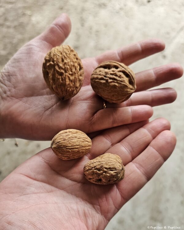 Noix moyennes et grosses